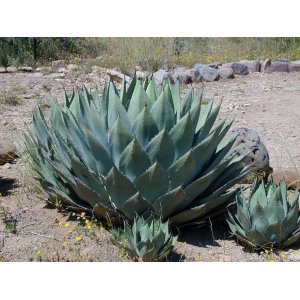 Agáva (Agave) ´HAVARDIANA´ - výška 10-15 cm, Ø  20-30 cm, kont. C6L (-20°C)